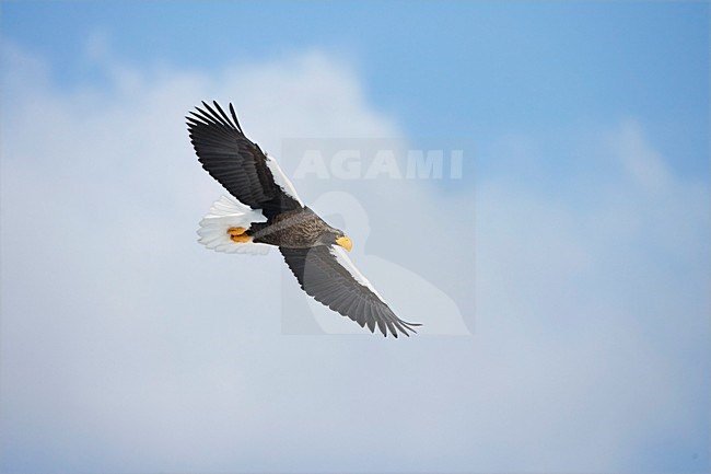 Stellers Sea-eagle adult flying; Steller-zeearend volwassen vliegend stock-image by Agami/Marc Guyt,