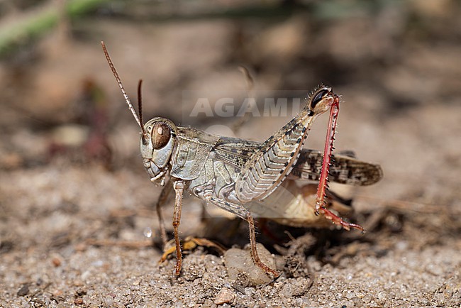 stridulating male italian locust (calliptamus italicus) with intense red hind legs, found in Brandenburg in Eastern Germany stock-image by Agami/Mathias Putze,