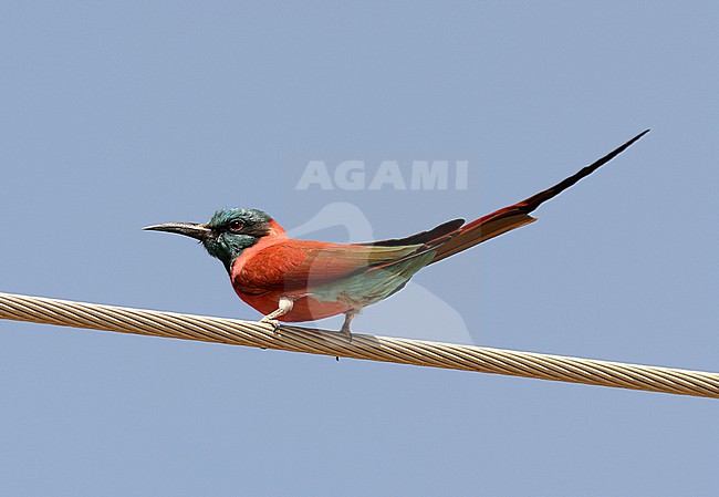Northern Carmine Bee-eater (Merops nubicus) in Ethiopia. stock-image by Agami/Laurens Steijn,