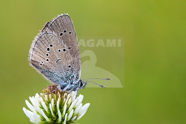 Mazarine Blue, Klaverblauwtje, Cyaniris semiargus stock-image by Agami/Wil Leurs,