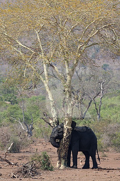 African Elephant (Loxodonta africana) rubbing tree at Kruger National Park in summer stock-image by Agami/Caroline Piek,