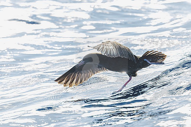 Flesh-footed Shearwater (Ardenna carneipes) at the pacific ocean off New Zealand. stock-image by Agami/Marc Guyt,