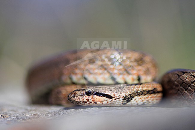 Southern Smooth Snake (Coronella girondica) taken the 09/05/2022 at Limans- France. stock-image by Agami/Nicolas Bastide,