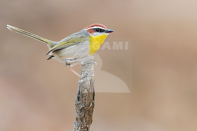 Rufous-capped Warbler (Basileuterus rufifrons) perched on a branch in Oaxaca, Mexico. stock-image by Agami/Glenn Bartley,
