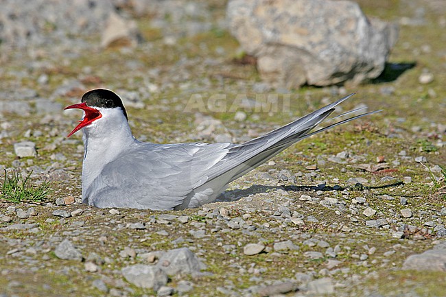 Adult Arctic Tern (Sterna paradise) sitting on its nest on Svalbard, Arctic Norway. stock-image by Agami/Pete Morris,
