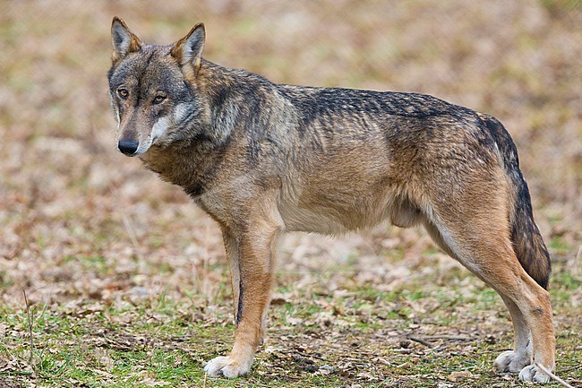 Italian Wolf (Canis lupus italicus), captive animal standing on the ground, Civitella Alfedena, Abruzzo, Italy stock-image by Agami/Saverio Gatto,