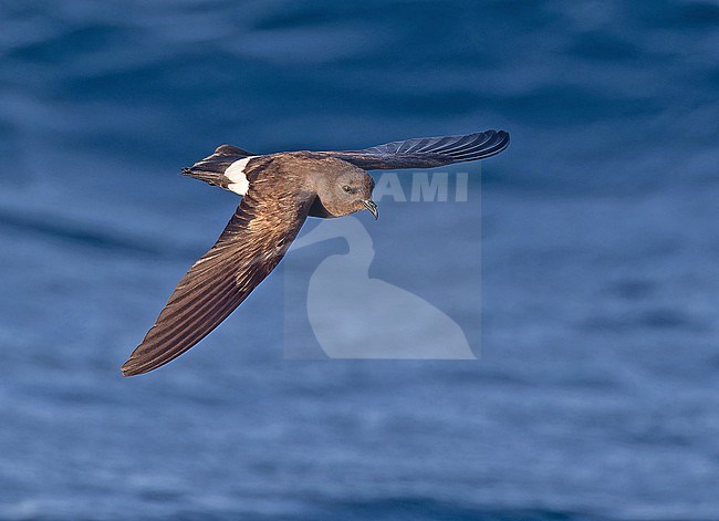 Elliot's storm petrel (Oceanites gracilis galapagoensis) at sea off the Galapagos Islands, part of the Republic of Ecuador. Also known as the white-vented storm petrel. stock-image by Agami/Pete Morris,