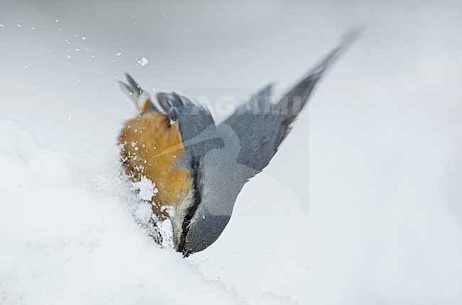 European Nuthatch (Sitta europaea) stock-image by Agami/Alain Ghignone,