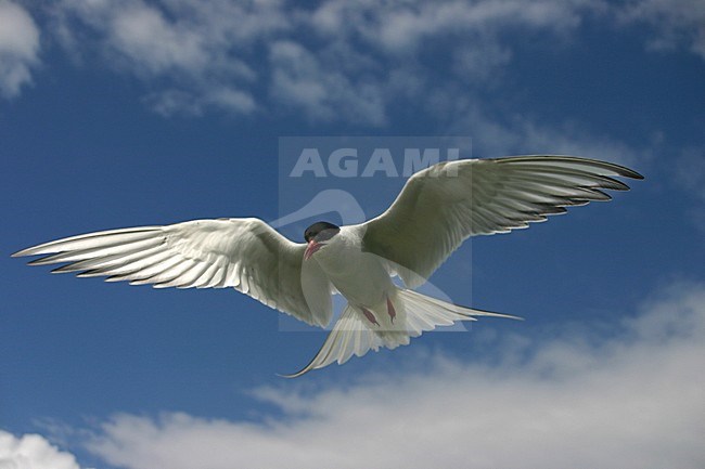 Arctic Tern adult flying; Noordse Stern volwassen vliegend stock-image by Agami/Bas Haasnoot,