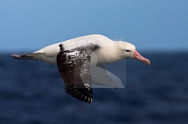 Tristanalbatros in vlucht; Tristan Albatross in flight stock-image by Agami/Marc Guyt,