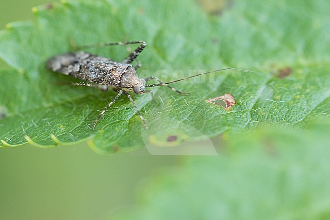Phytocoris dimidiatus / reuteri, Italy (South Tyrol), imago stock-image by Agami/Ralph Martin,