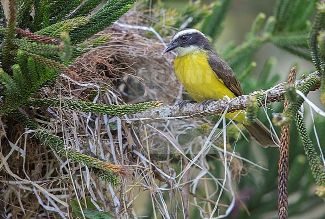 Rusty-margined Flycatcher (Myiozetetes cayanensis hellmayri) at Copacabana, Antioquia, Colombia.  This bird has made a nest in a non-native species of fir using strands of plastic.  Adaptation is the key to survival in a changing world! stock-image by Agami/Tom Friedel,
