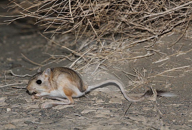 Northern three-toed jerboa (Dipus sagitta) active during the night in a Mongolian Desert stock-image by Agami/James Eaton,