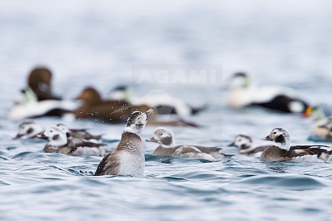 Long-tailed Duck - Eisente - Clangula hyemalis, Norway, 2nd cy male, winter stock-image by Agami/Ralph Martin,