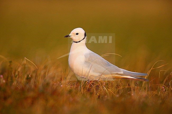 Adult Ross's Gull (Rhodostethia rosea) in summer plumage at a breeding colony in the Indigirka delta on the tundra of Siberia, Russia. Standing near its nest on the tundra. stock-image by Agami/Chris van Rijswijk,