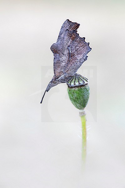 Nettle-tree Butterfly, Libythea celtis stock-image by Agami/Wil Leurs,