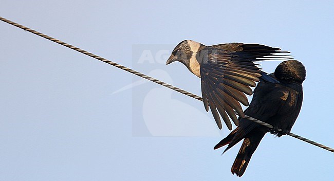 Daurian Jackdaw (Coloeus dauuricus) in flight stock-image by Agami/Ian Davies,