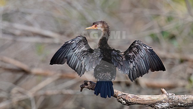 Back view of a Reed Cormorant (Microcarbo africanus) drying wings. Non-brreding plumage. Gambia, Africa stock-image by Agami/Markku Rantala,