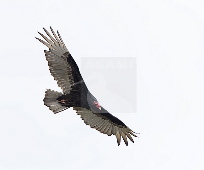 Turkey Vulture (Cathartes aura) in flight stock-image by Agami/Roy de Haas,