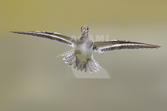 Common Sandpiper, Actitis hypoleucos, in Italy. stock-image by Agami/Daniele Occhiato,
