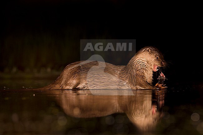European Otter (Lutra Lutra) forging at night stock-image by Agami/Alain Ghignone,