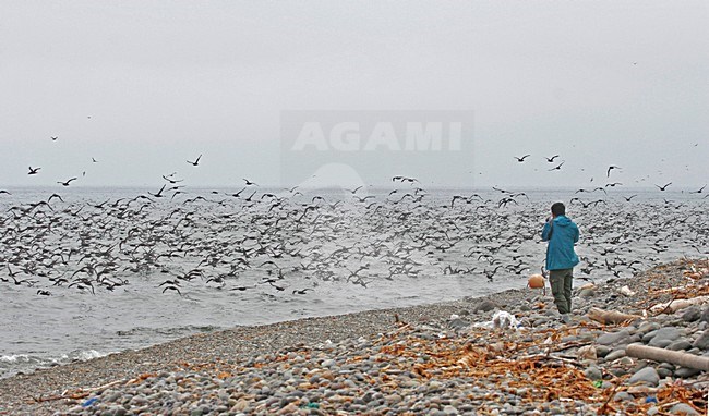 Foeragerende Dunbekpijlstormvogels, Short-tailed Shearwaters foraging stock-image by Agami/Pete Morris,