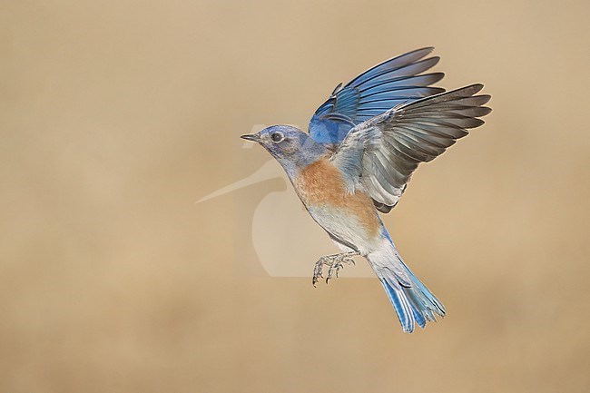 Adult male
Santa Barbara Co., CA
November 2022 stock-image by Agami/Brian E Small,