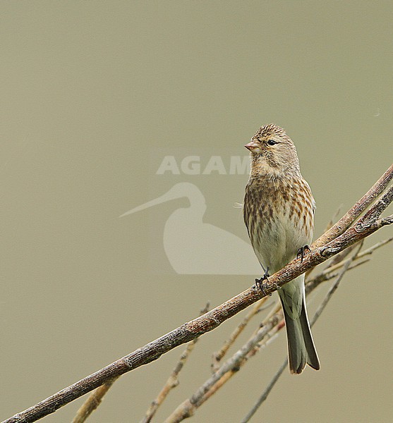 Twite, Linaria flavirostris altaica, in Mongolia. stock-image by Agami/James Eaton,