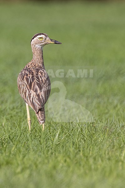 Double-striped Thick-knee (Burhinus bistriatus) resting on the ground in El Salvador stock-image by Agami/Dubi Shapiro,
