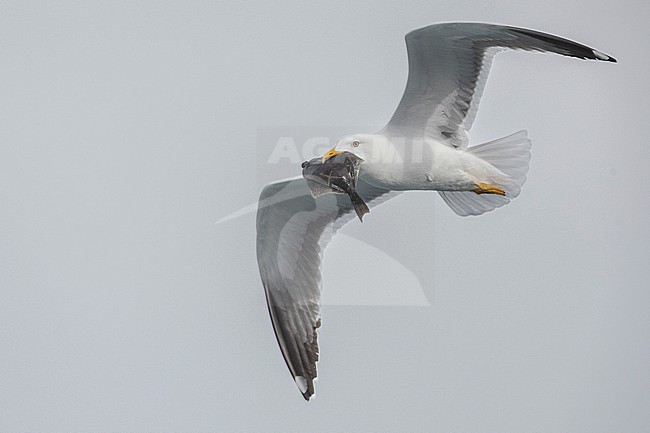 Lesser Black-backed Gull (Larus fuscus graellsii), adult in flight carrying a solefish, Southern Region, Iceland stock-image by Agami/Saverio Gatto,