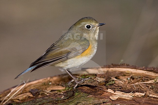 immature male Red-flanked Bluetail perched; onvolwassen man Blauwstaart zittend stock-image by Agami/Marc Guyt,