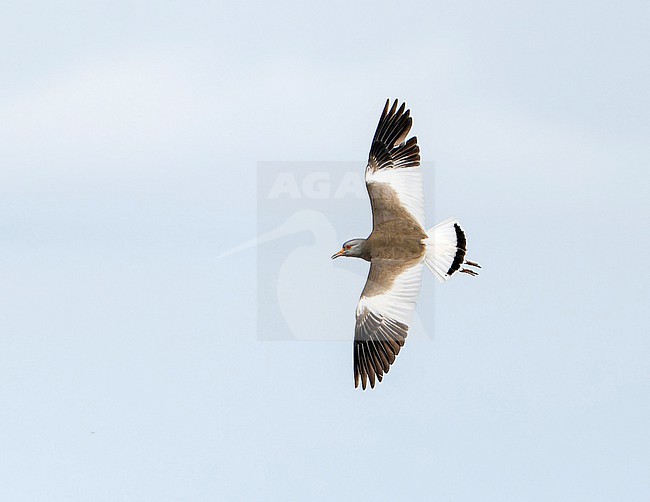 Grey-headed Lapwing (Vanellus cinereus) during spring in Mongolia. stock-image by Agami/Dani Lopez-Velasco,