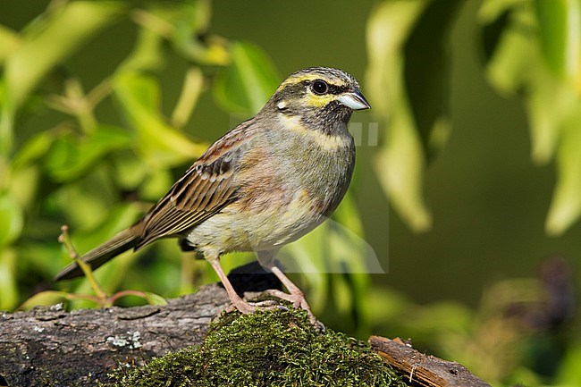 Cirl Bunting (Emberiza cirlus), adult female standing on a branch stock-image by Agami/Saverio Gatto,