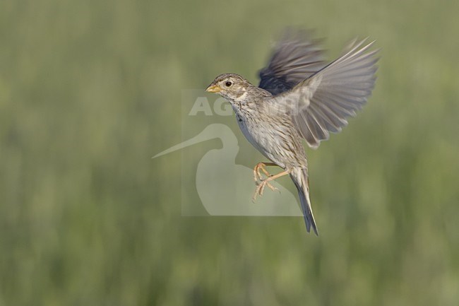 Corn Bunting flying; Grauwe Gors vliegend stock-image by Agami/Daniele Occhiato,