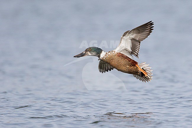 Northern Shoveler - Löffelente - Spatula clypeata, Germany, 2nd cy male stock-image by Agami/Ralph Martin,