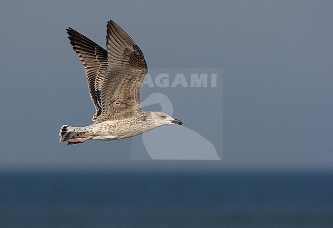 Grote Mantelmeeuw, Great Black-backed Gull, Larus marinus stock-image by Agami/Arie Ouwerkerk,