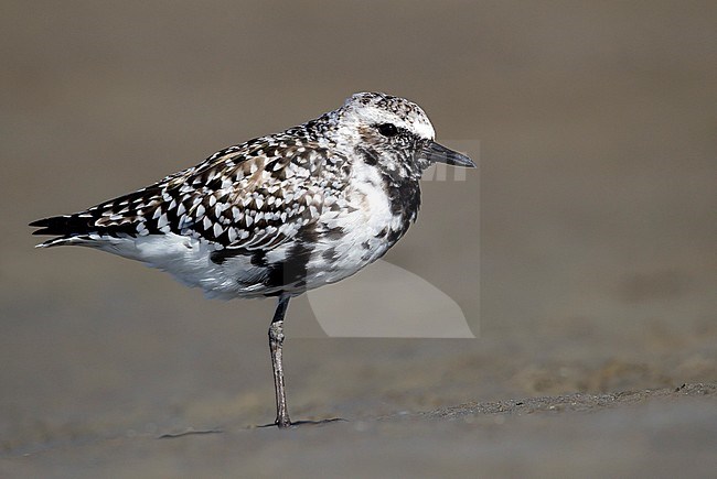 Adult in transition to breeding
Galveston Co., TX
April 2012 stock-image by Agami/Brian E Small,