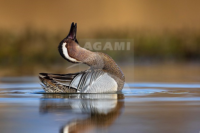 Male Garganey (Spatula querquedula) in Italy. stock-image by Agami/Daniele Occhiato,