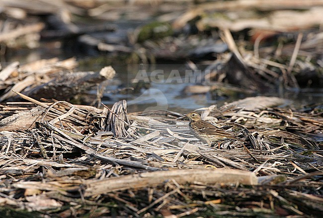 Pacifische Waterpieper, Siberian Buff-bellied Pipit, Anthus rubescens stock-image by Agami/Yoav Perlman,