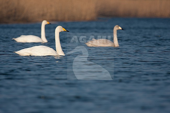 whooper swan (cygnus cygnus) adults swimming with young at Amsterdamse Waterleidingduinen in The Netherlands stock-image by Agami/Caroline Piek,