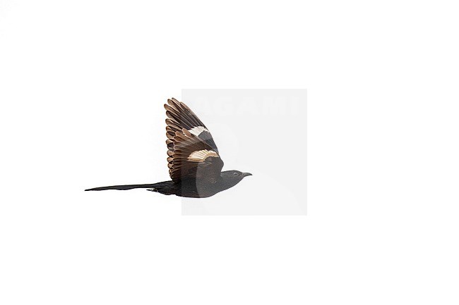 Dark phase Jacobin cuckoo (Clamator jacobinus serratus), also known as pied cuckoo or pied crested cuckoo,, in South Africa. stock-image by Agami/Pete Morris,