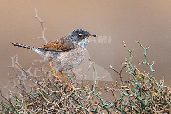 Brilgrasmus; Spectacled Warbler stock-image by Agami/Daniele Occhiato,