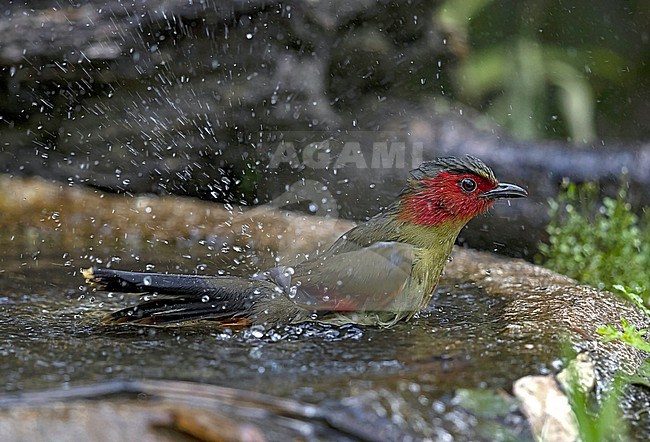 A Scarlet-faced Liocichla (Liocichla ripponi ssp. wellsi) is taking a bath stock-image by Agami/Mathias Putze,