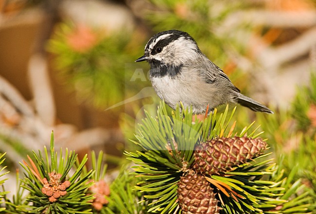Bergmees, Mountain Chickadee stock-image by Agami/Marc Guyt,
