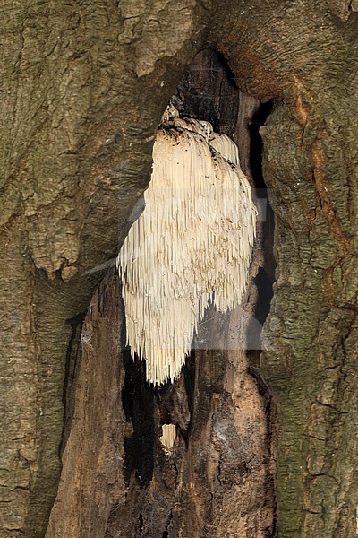 Vooraanzicht Pruikzwam; front view Lion's mane mushroom; stock-image by Agami/Walter Soestbergen,