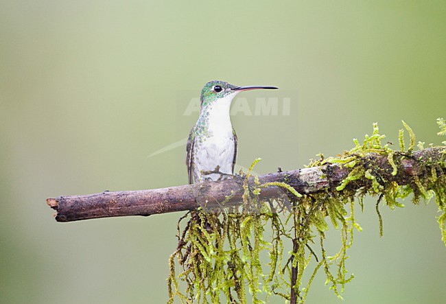 Andesamazilia op tak met mos; Andean Emerald on mossy branch stock-image by Agami/Marc Guyt,