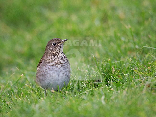 Eerstejaars Grijswangdwerglijster; First-year Grey-cheeked Thrush (Catharus minimus) stock-image by Agami/Hugh Harrop,