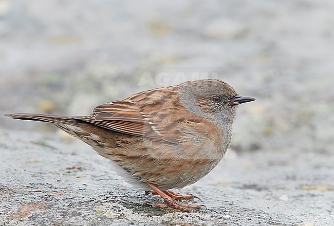 Dunnock (Prunella modularis) perched on a rock Utö Finland March 2018 stock-image by Agami/Markus Varesvuo,