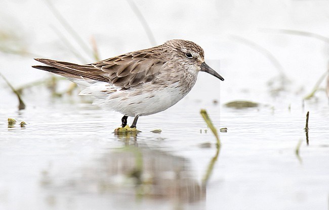 Wintering White-rumped Sandpiper (Calidris fuscicollis) along the pacific coast of Chile. Adult moulting to winter plumage. stock-image by Agami/Dani Lopez-Velasco,