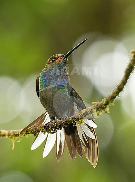 A Rufous-gaped Hillstar (Urochroa bougueri) stretching the wings while perched on a branch, Cali, Colombia, South-America. stock-image by Agami/Steve Sánchez,